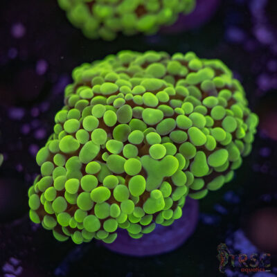 Green Paarancora Hammer K04