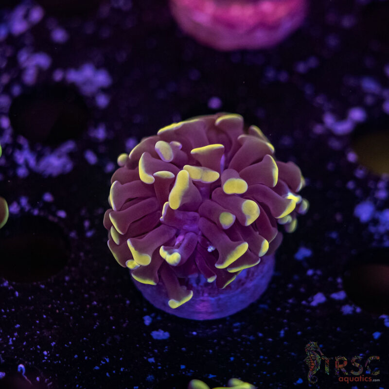 TRSC Aquatics