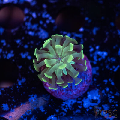 Teal Paarancora Hammer L01