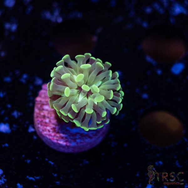 Teal Paarancora Hammer L02