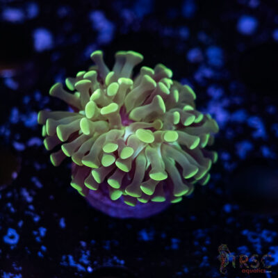 Teal Paarancora Hammer L03