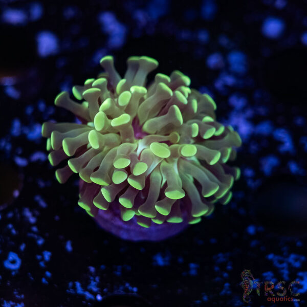 Teal Paarancora Hammer L03