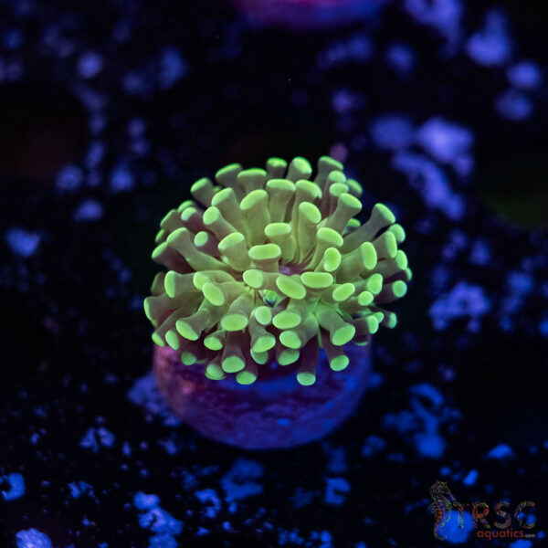 Teal Paarancora Hammer L04