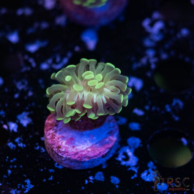 Teal Paarancora Hammer L05