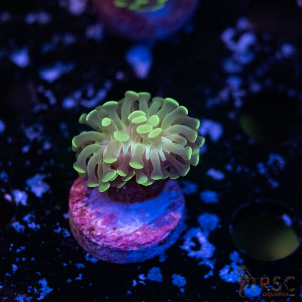 Teal Paarancora Hammer L05