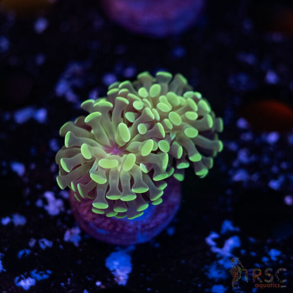 Teal Paarancora Hammer L06