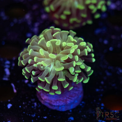 Teal Paarancora Hammer L07