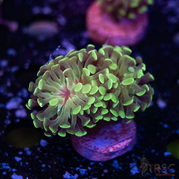 Teal Paarancora Hammer L09