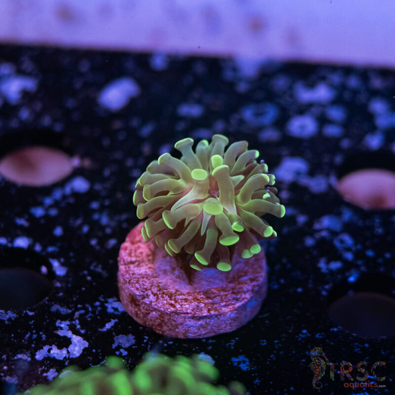 TRSC Aquatics