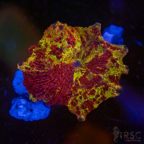 Jawbreaker Mushroom SPCL A01