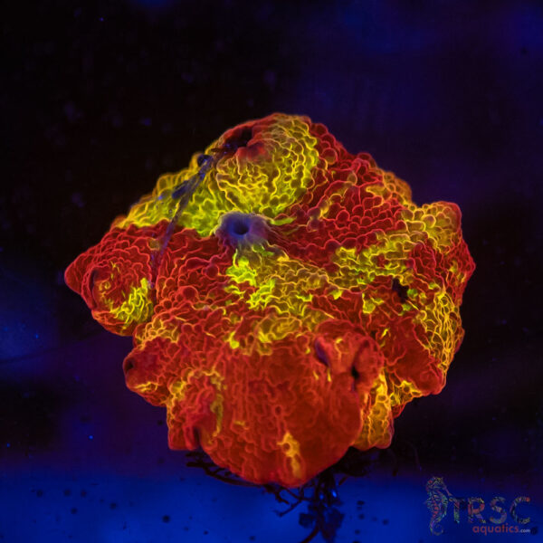 Jawbreaker Mushroom SPCL A02