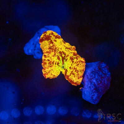 Jawbreaker Mushroom SPCL A03
