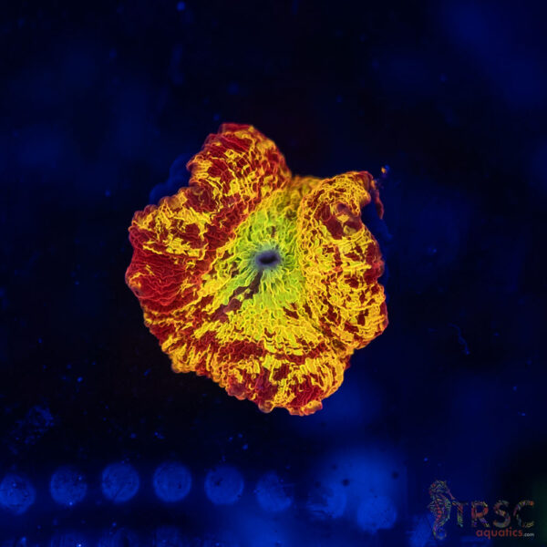 Jawbreaker Mushroom SPCL A04