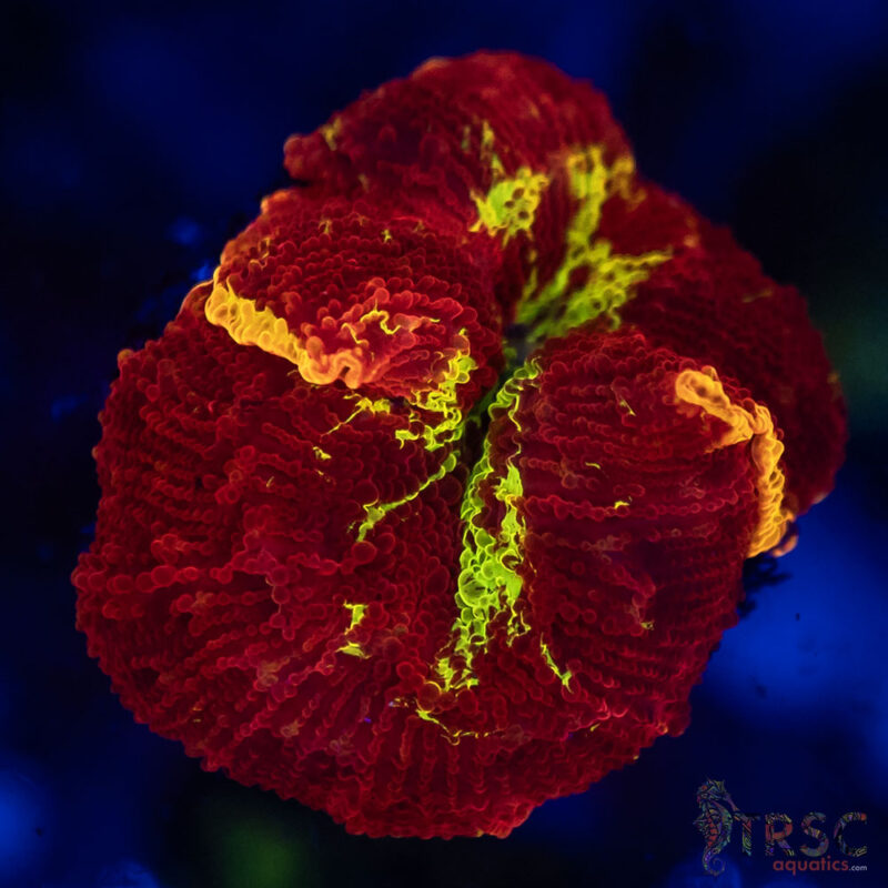 TRSC Aquatics