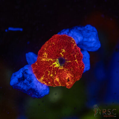 Jawbreaker Mushroom SPCL A06