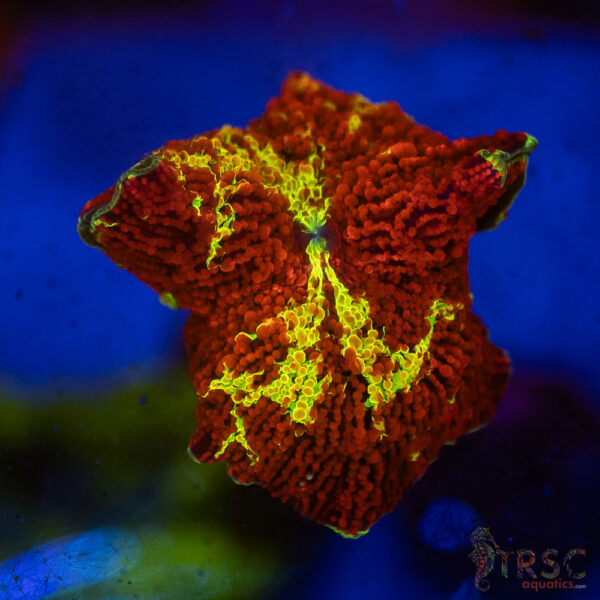 Jawbreaker Mushroom SPCL A07