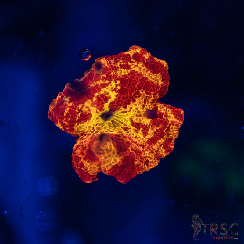 TRSC Aquatics