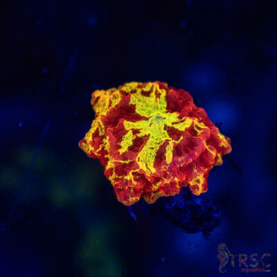 Jawbreaker Mushroom SPCL A09