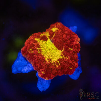 Jawbreaker Mushroom SPCL A10