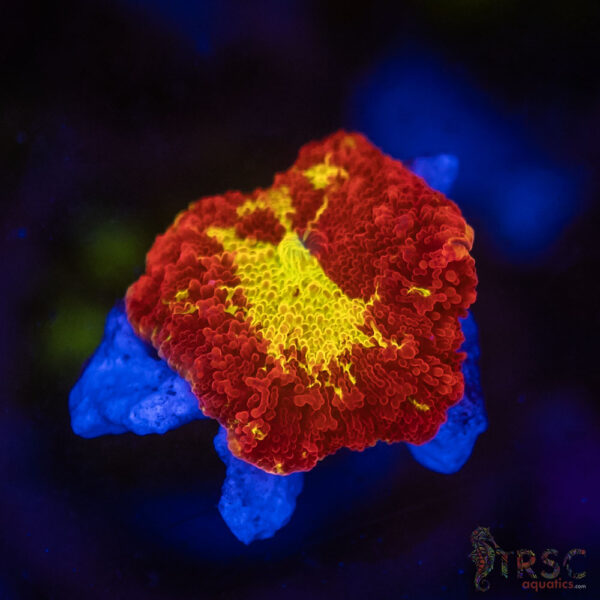 Jawbreaker Mushroom SPCL A10