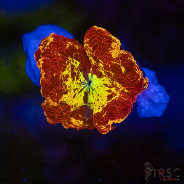 Jawbreaker Mushroom SPCL A12