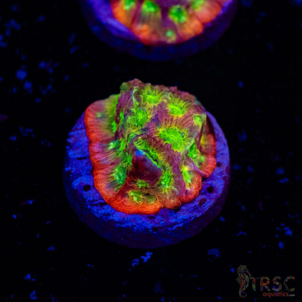 JF Dayglo Favia A01
