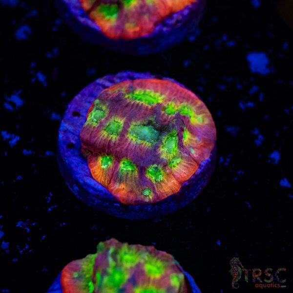 JF Dayglo Favia A02