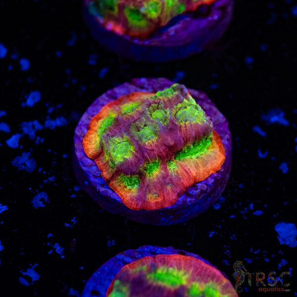 JF Dayglo Favia A03