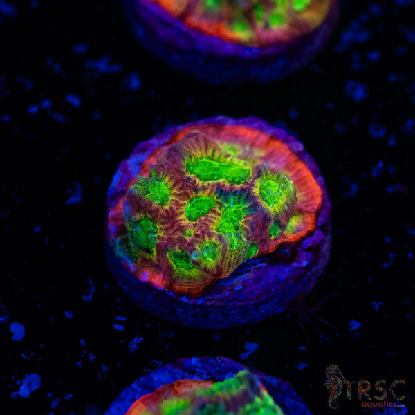 JF Dayglo Favia A04
