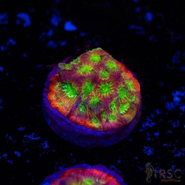JF Dayglo Favia A05