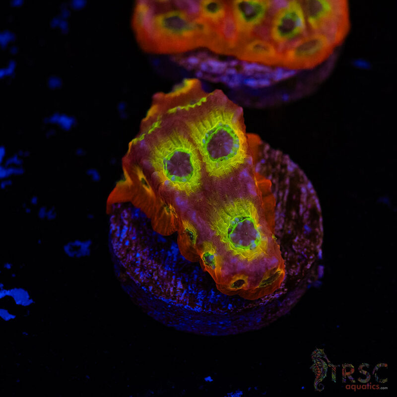 TRSC Aquatics