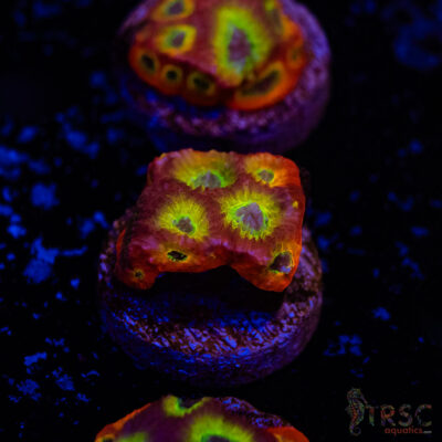 Spicy Lemon Favities A08