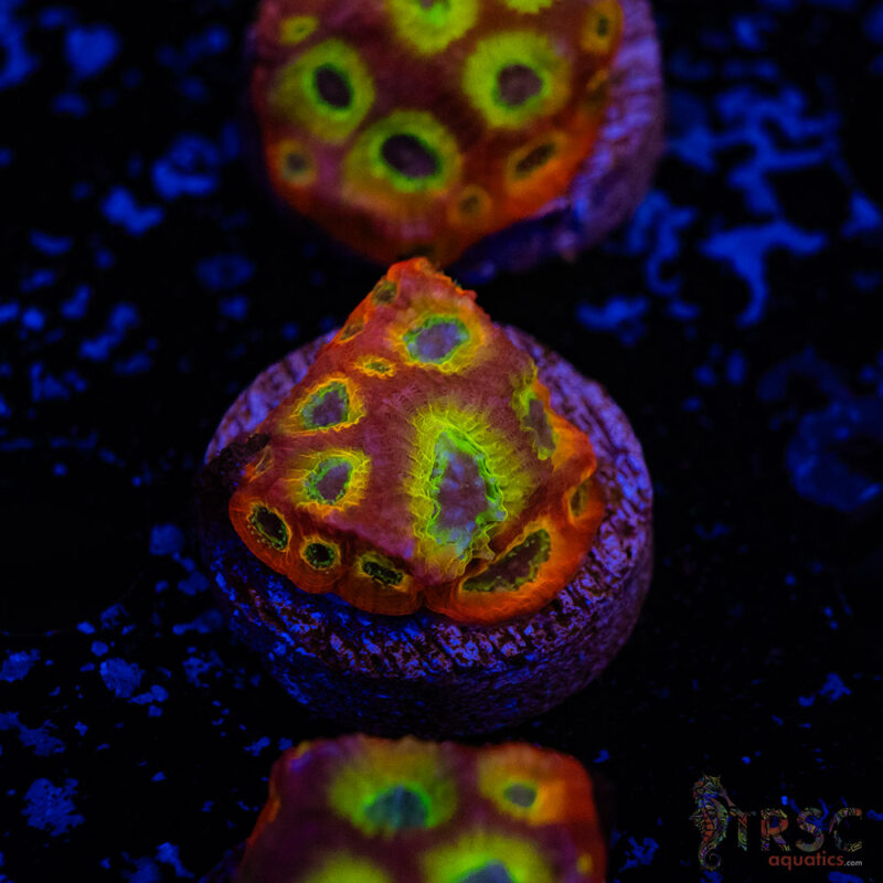 TRSC Aquatics