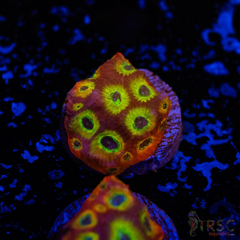 TRSC Aquatics