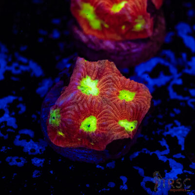 TR Red War Favia A11
