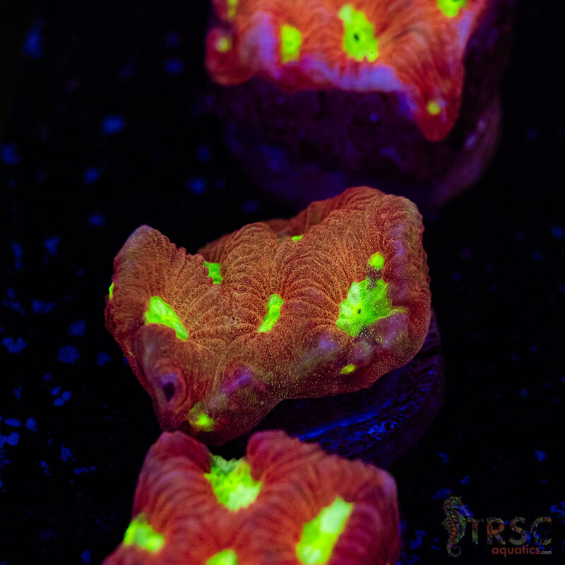 TRSC Aquatics