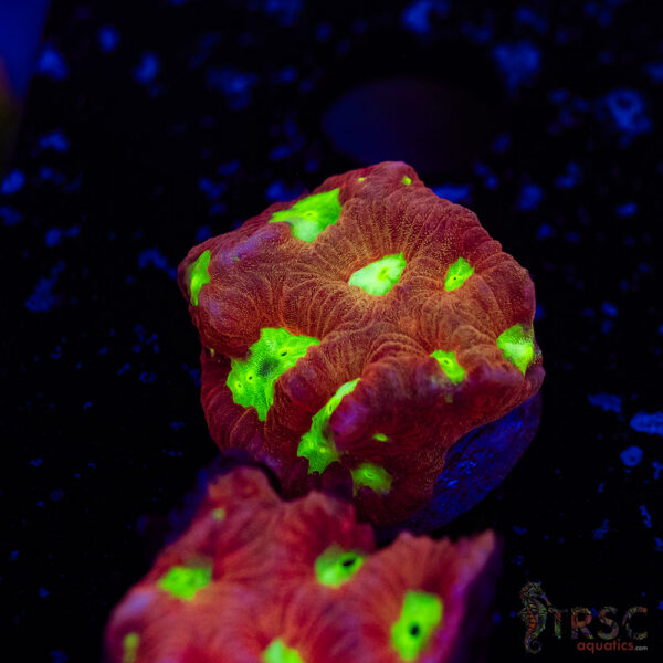 TR Red War Favia A15