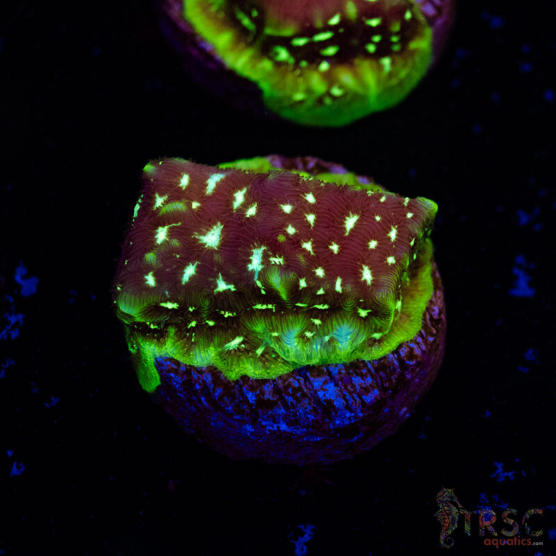 TRSC Aquatics