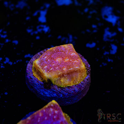 Klepto Leptoseris B10