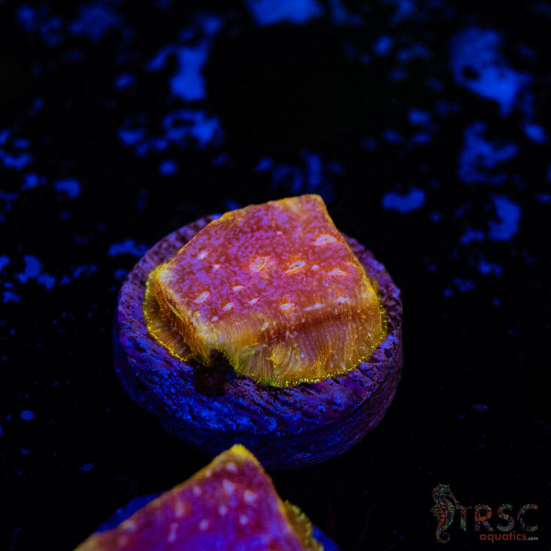TRSC Aquatics
