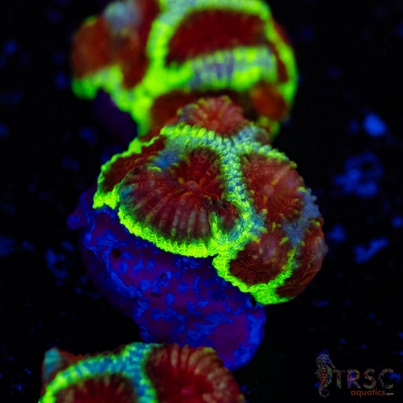 TRSC Aquatics