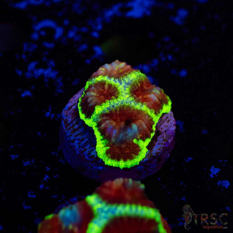 TRSC Aquatics