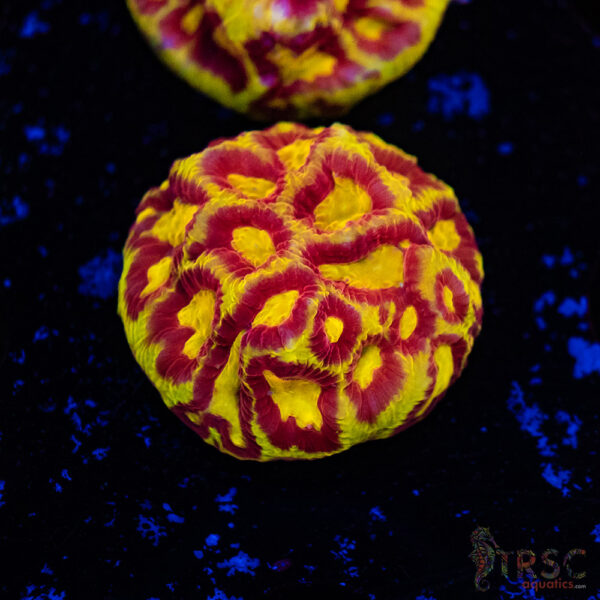 Devils Brew Platy C01