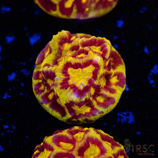 Devils Brew Platy C02