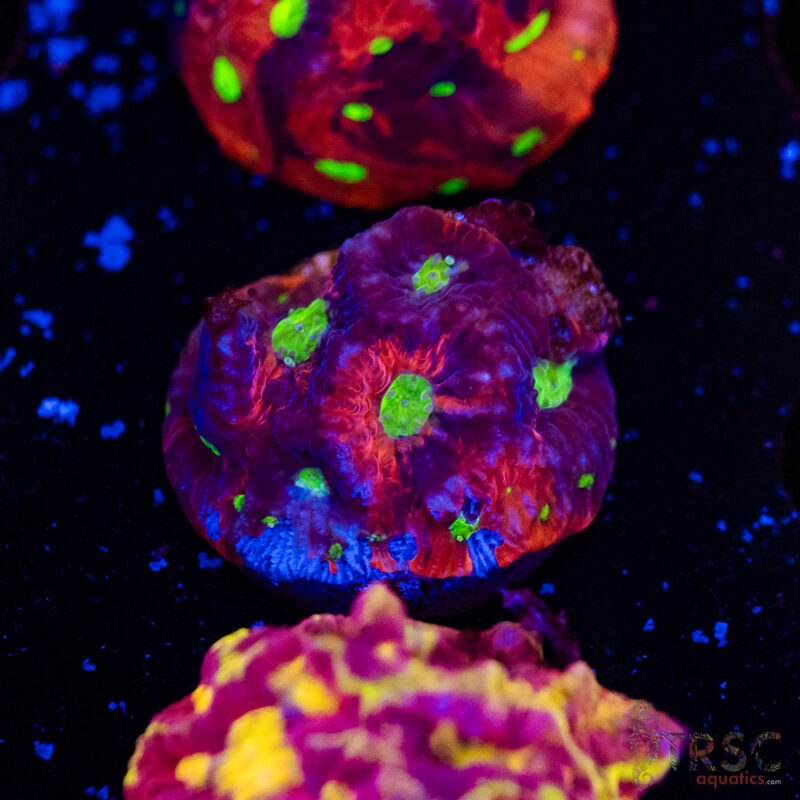 TRSC Aquatics