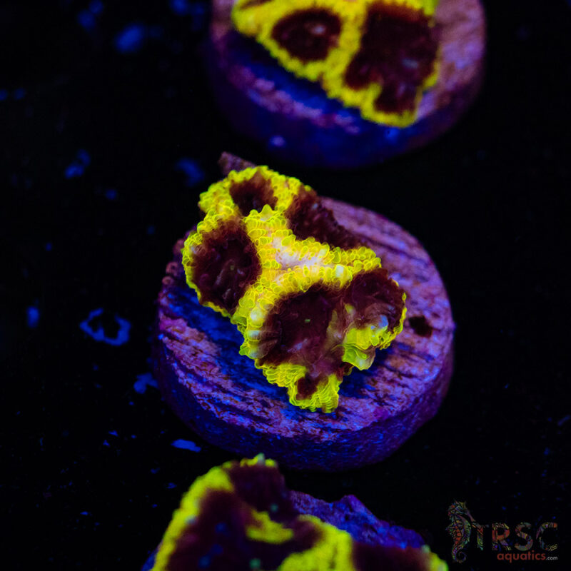 TRSC Aquatics