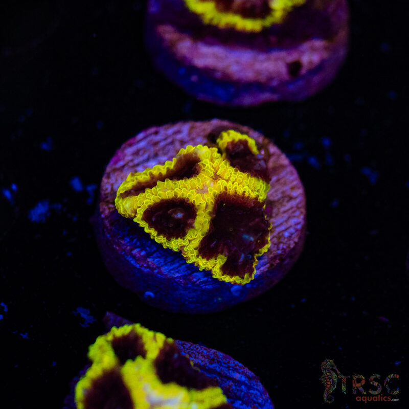 TRSC Aquatics