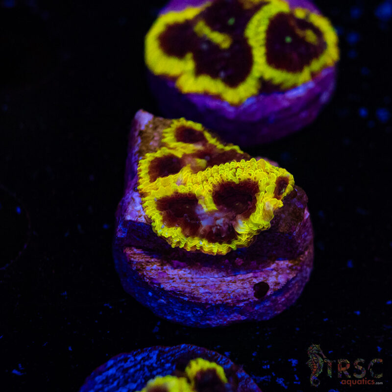 TRSC Aquatics