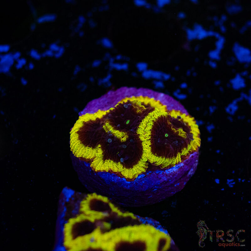 TRSC Aquatics