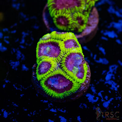 Space Monkey Favia C11